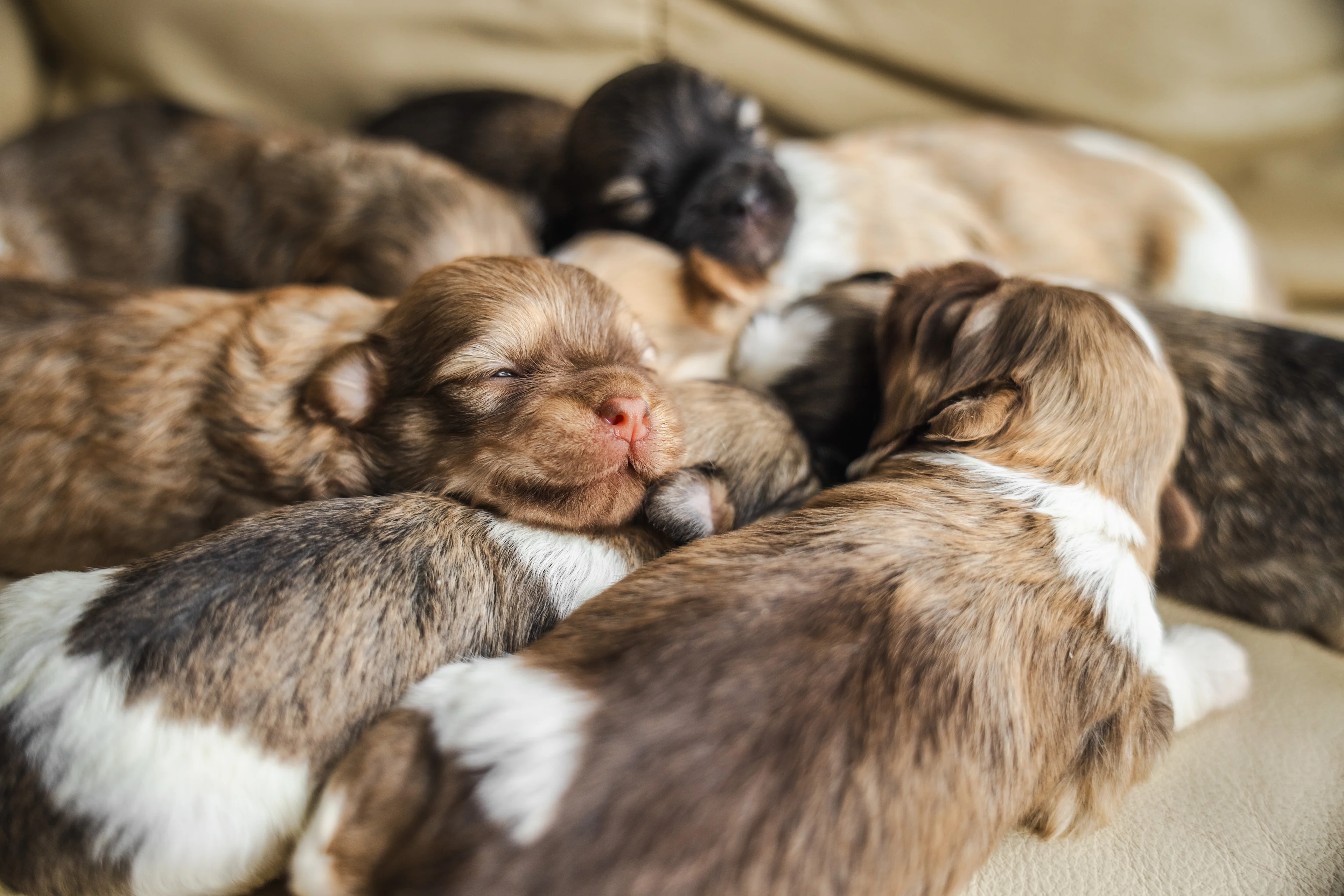 litter of puppies