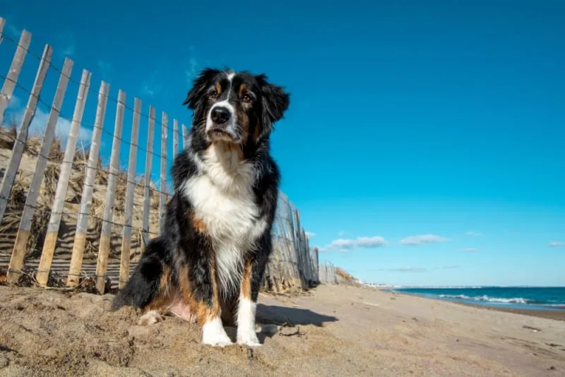 Thyroid Hormone Testing in Dogs
