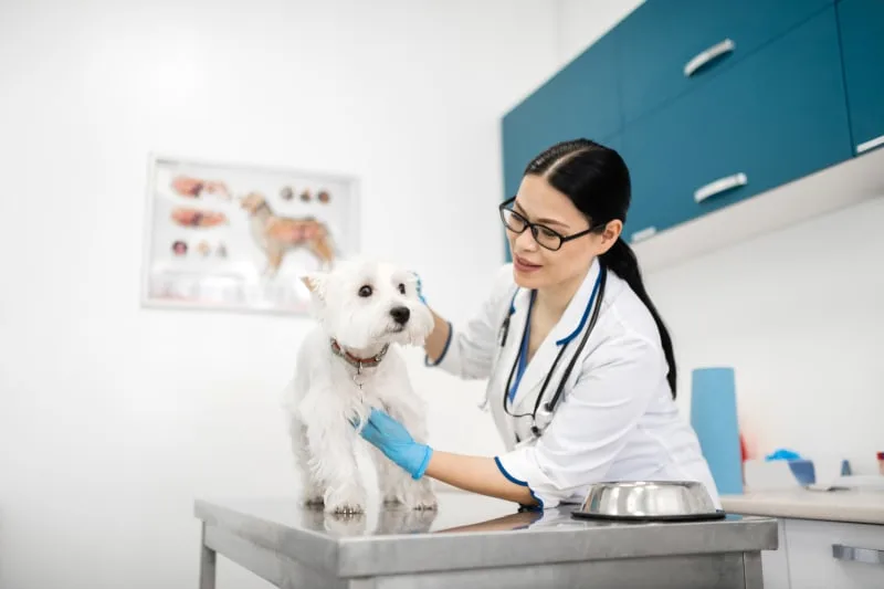 Why Your Pet Needs Urinalysis