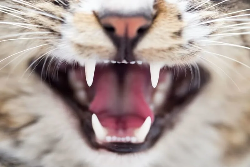 Cat Tooth Extractions: What to Expect & What to Watch For