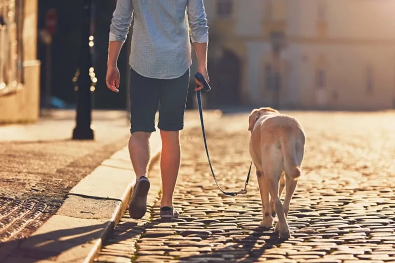 Dog Limping: What to Do
