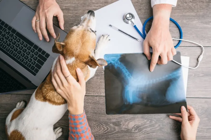 X-Rays and Ultrasound for your Pets