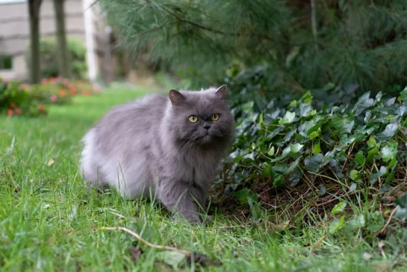 Cat Breeds That Live the Longest