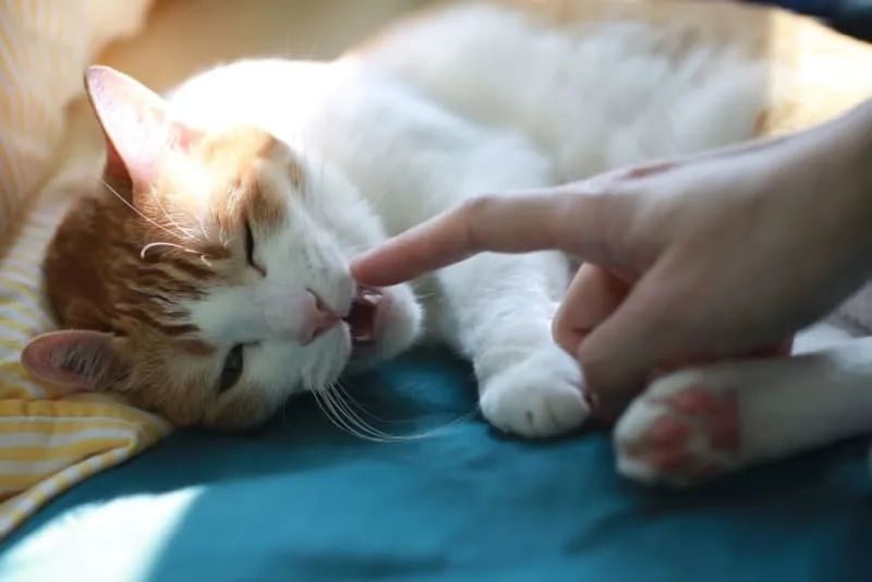 Common Cat Dental Problems