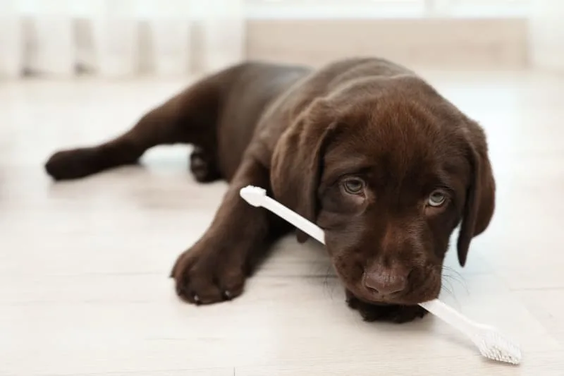 Signs & Treatment for Cavities in Dogs