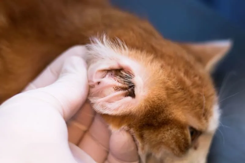 Ear Mites in Cats: Causes, Treatment & Prevention