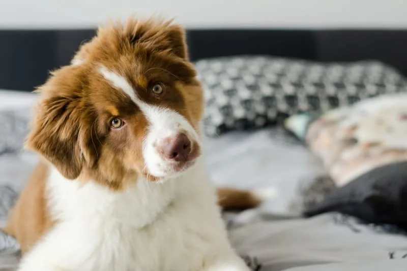 Excessive Panting in Dogs