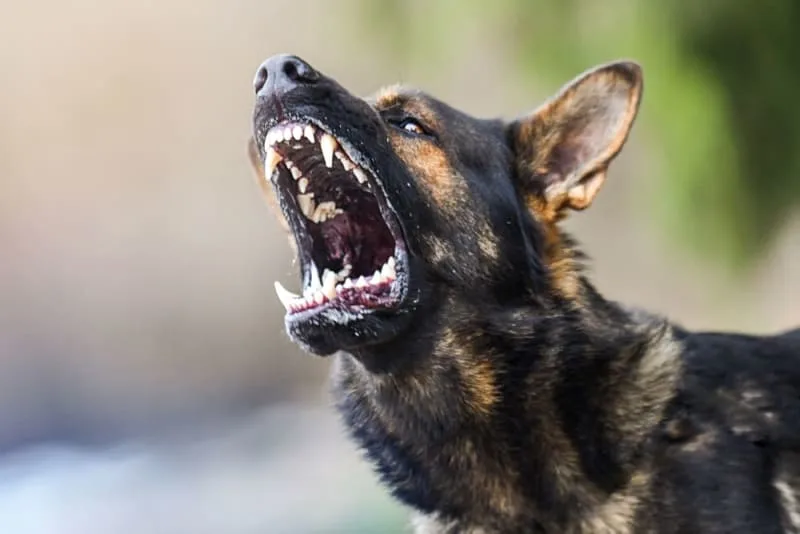 Rabies in Dogs