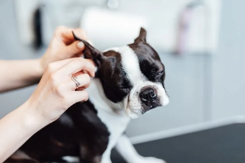Ear Hematoma Surgery in Dogs