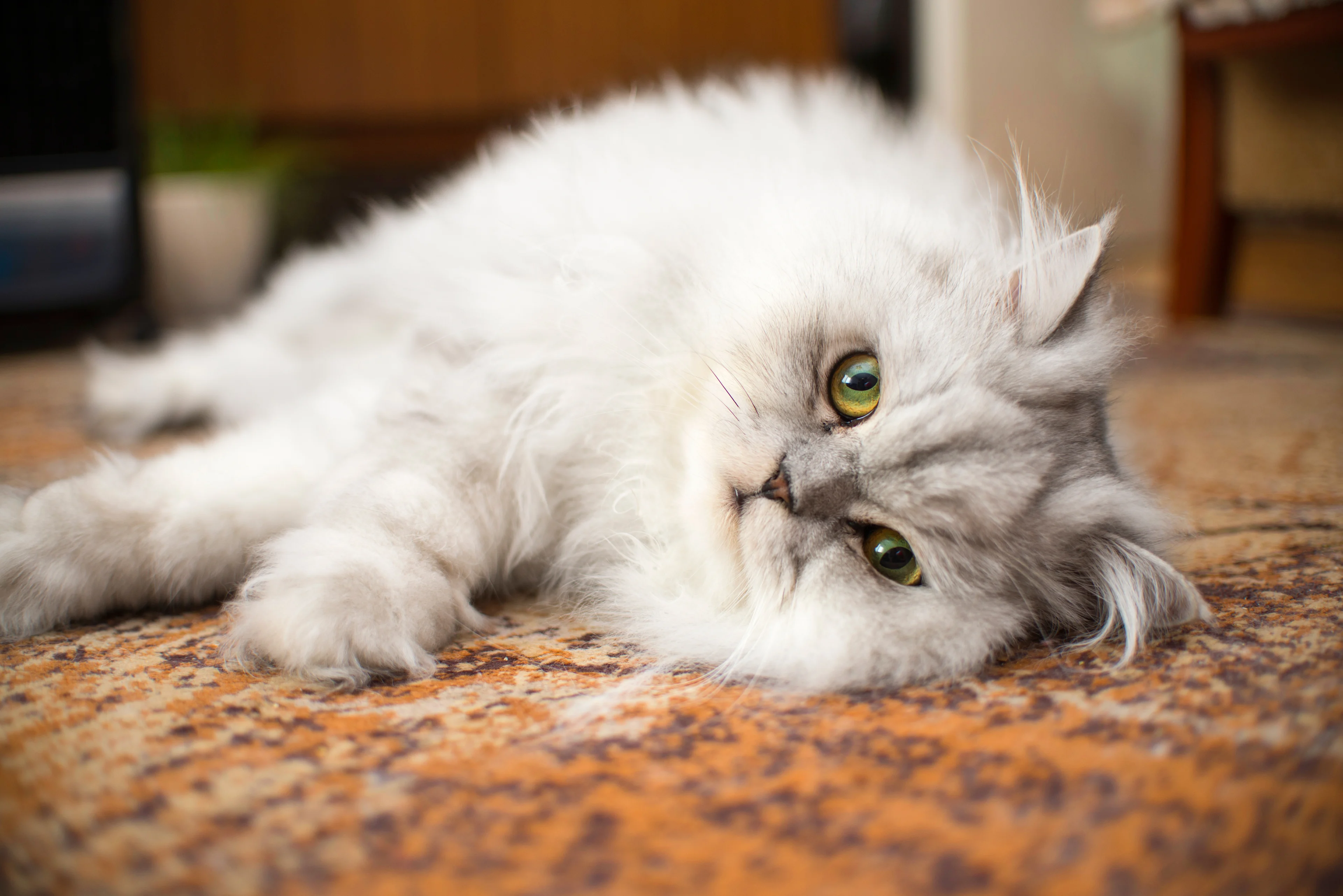 Persian, Brookhaven Vets