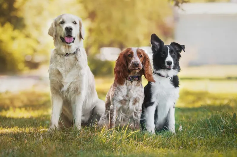 Signs of Infection After Neutering or Spaying Your Dog