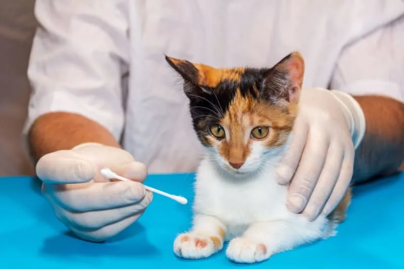 How often should you take a cat to the vet?