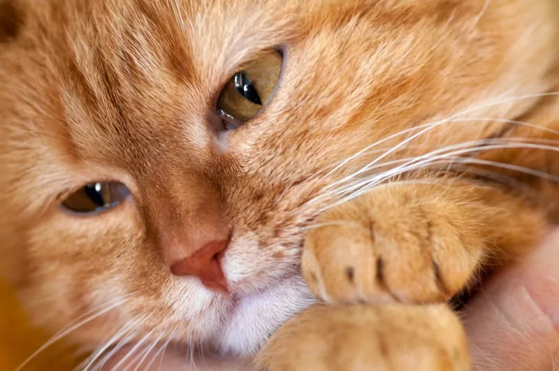 4 Types of Cat Cancer and Their Symptoms