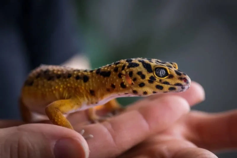 Best Reptile Pets for Beginners
