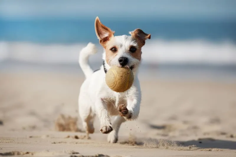 Dog Broken Jaw - Common Causes & What To Do