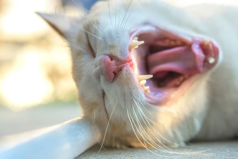 Why does my cat's breath smell bad?