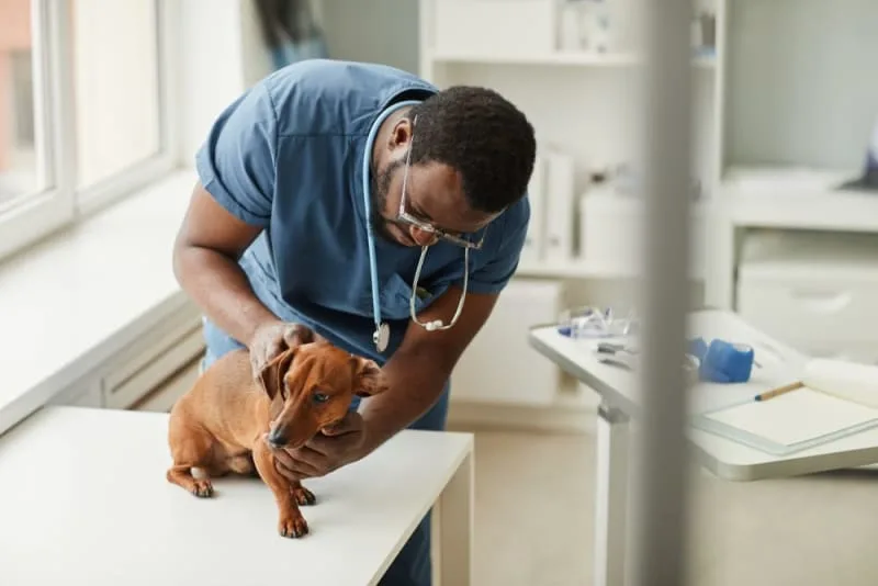 Orthopedic Surgery for Dogs