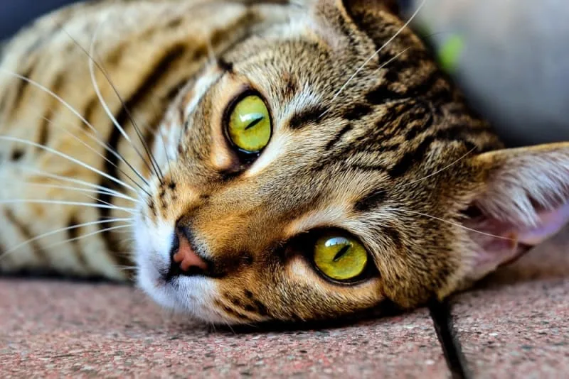 The 11 Cutest Cat Breeds You Will Love