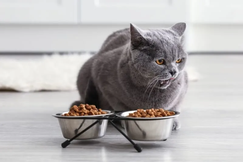 Pet Eating Problems - Why Won't My Cat Eat?
