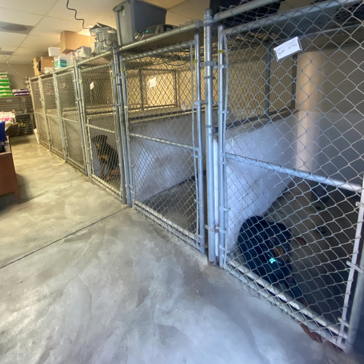 Dog Boarding Runs