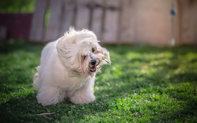 My Dog Won't Stop Shaking Their Head