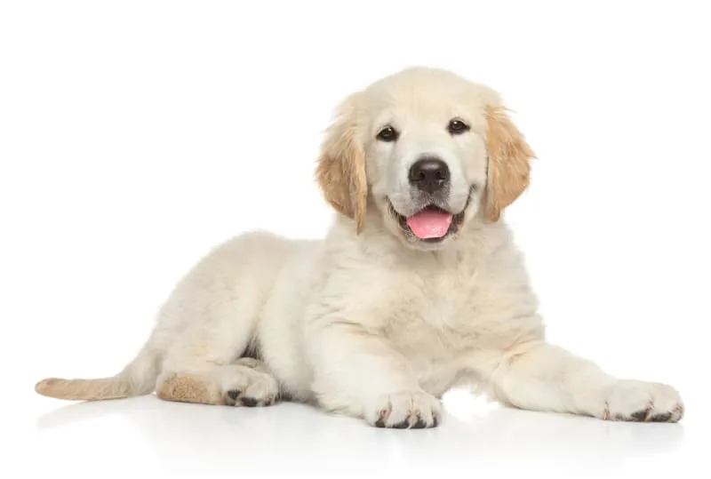 Getting Your Dog Neutered or Spayed
