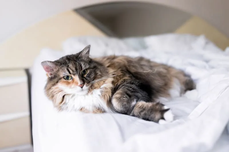 Constipation in Cats: Causes, Symptoms & Treatment