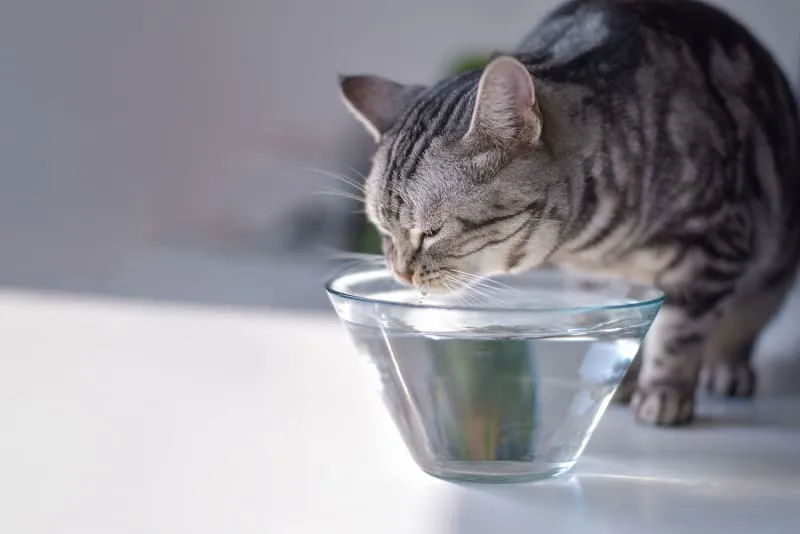 Why won't my cat drink water? What should I do?