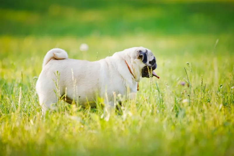 Is My Dog Overweight