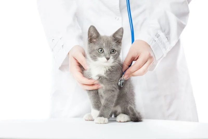 Routine Veterinarian Appointment: What To Expect