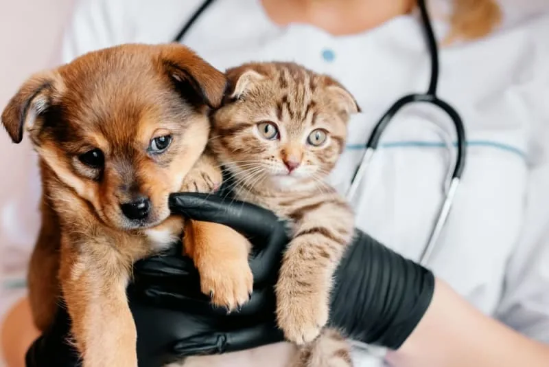Routine Exams: Why Are Regular Vet Check-ups Important?