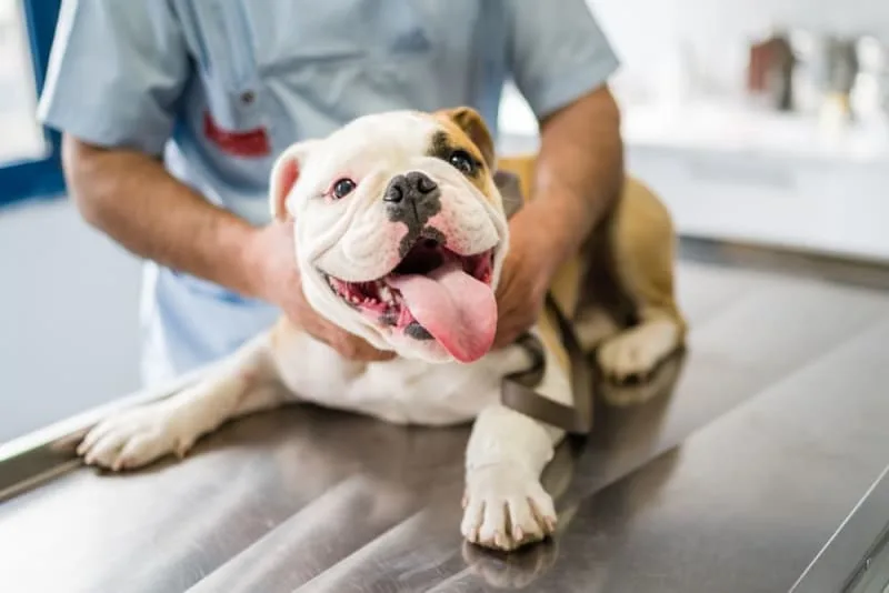 Routine Vet Exams: Why Regular Veterinary Checkups Are Important