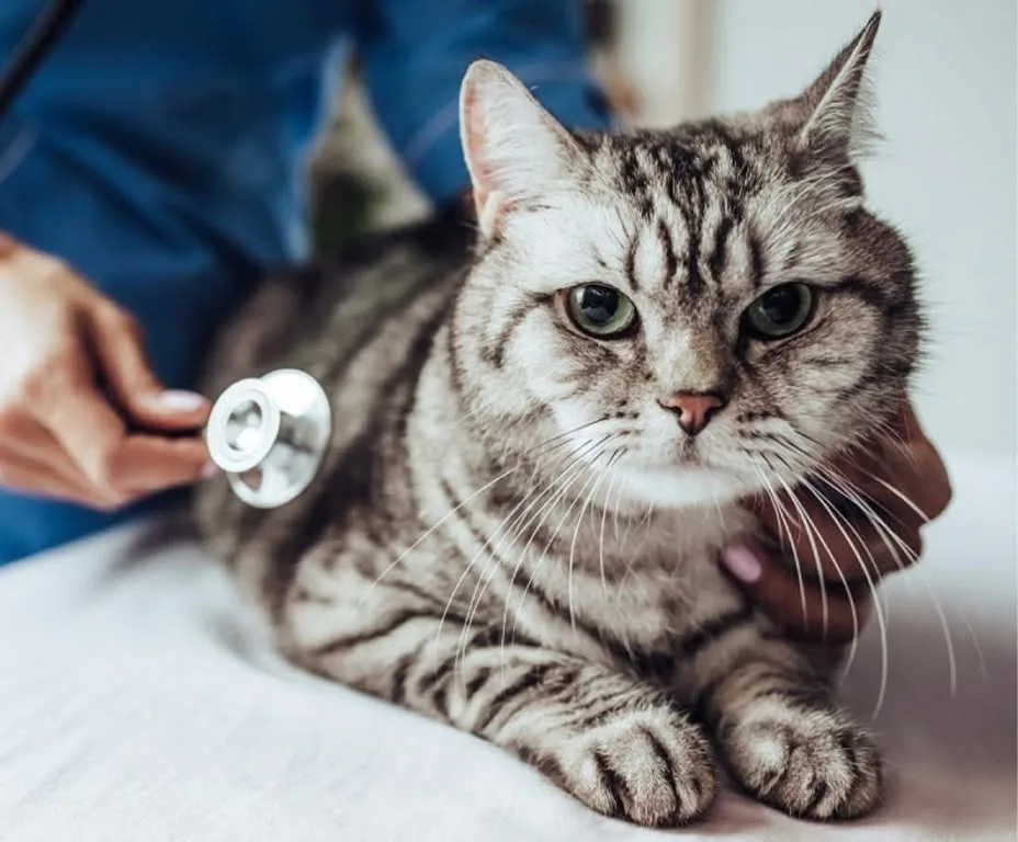 A veterinarian in blue scrubs uses a stethoscope to examine a calm gray tabby cat on a white examination table.