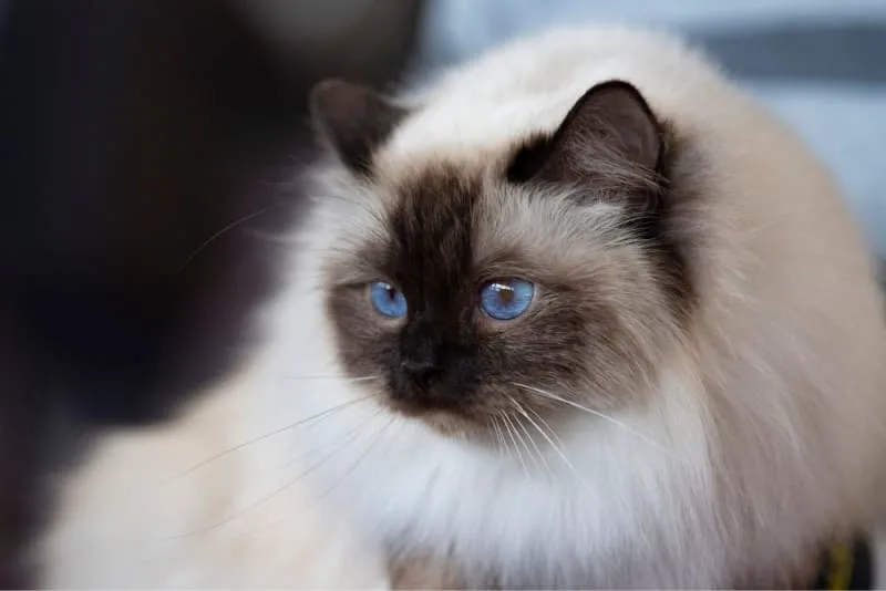 Siamese or Munchkin? Which cat breed lives the longest?