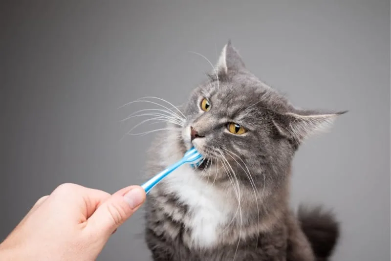 Gingivitis In Cats: Causes, Signs And Treatment