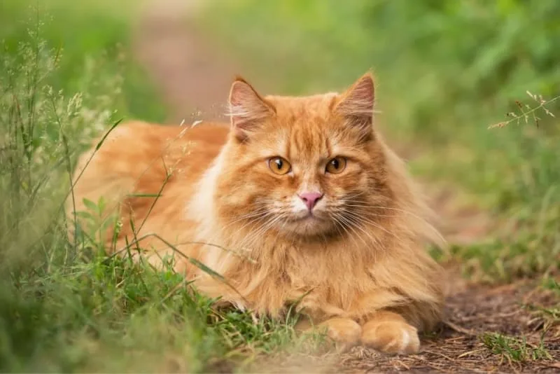 How To Care For Your Senior Cat?