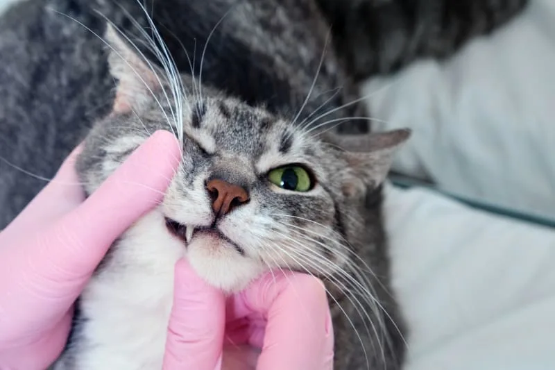 Common Dental Diseases In Cats