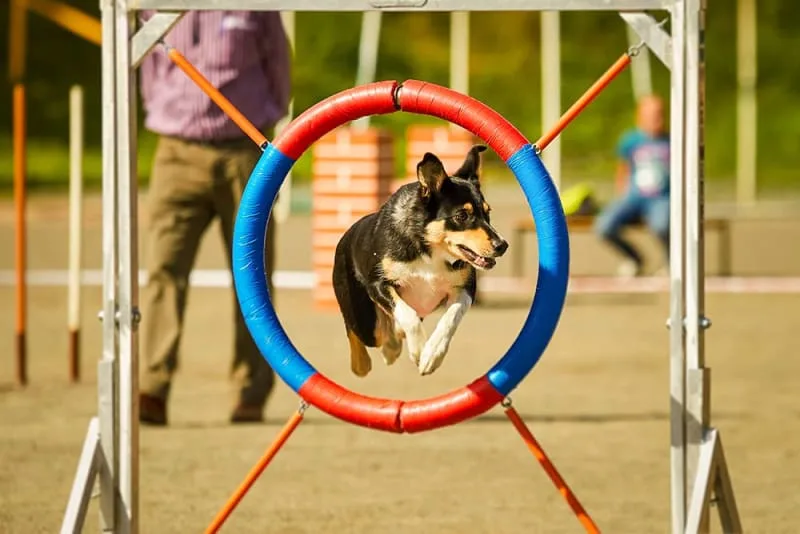 Common Orthopedic Problems in Dogs