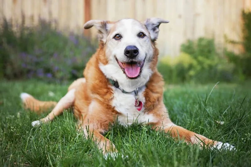 My old dog is losing weight, what should I do?