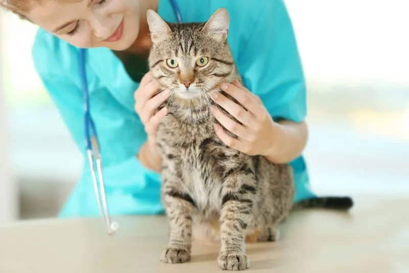 FVRCP Cat Vaccine