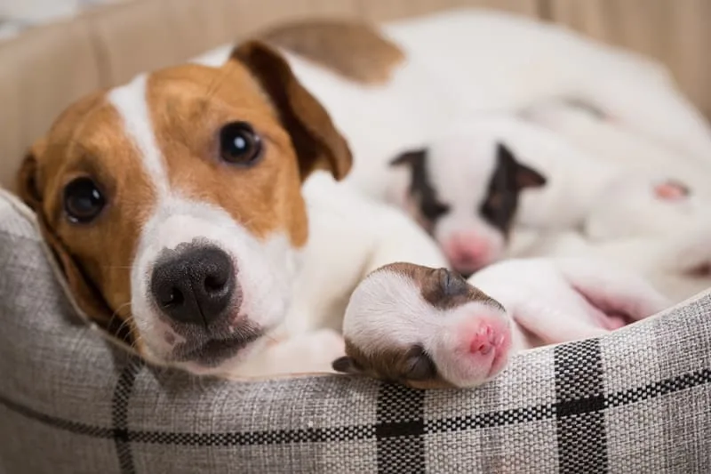 C-Sections in Dogs - How To Tell if Your Dog Needs a C-Section