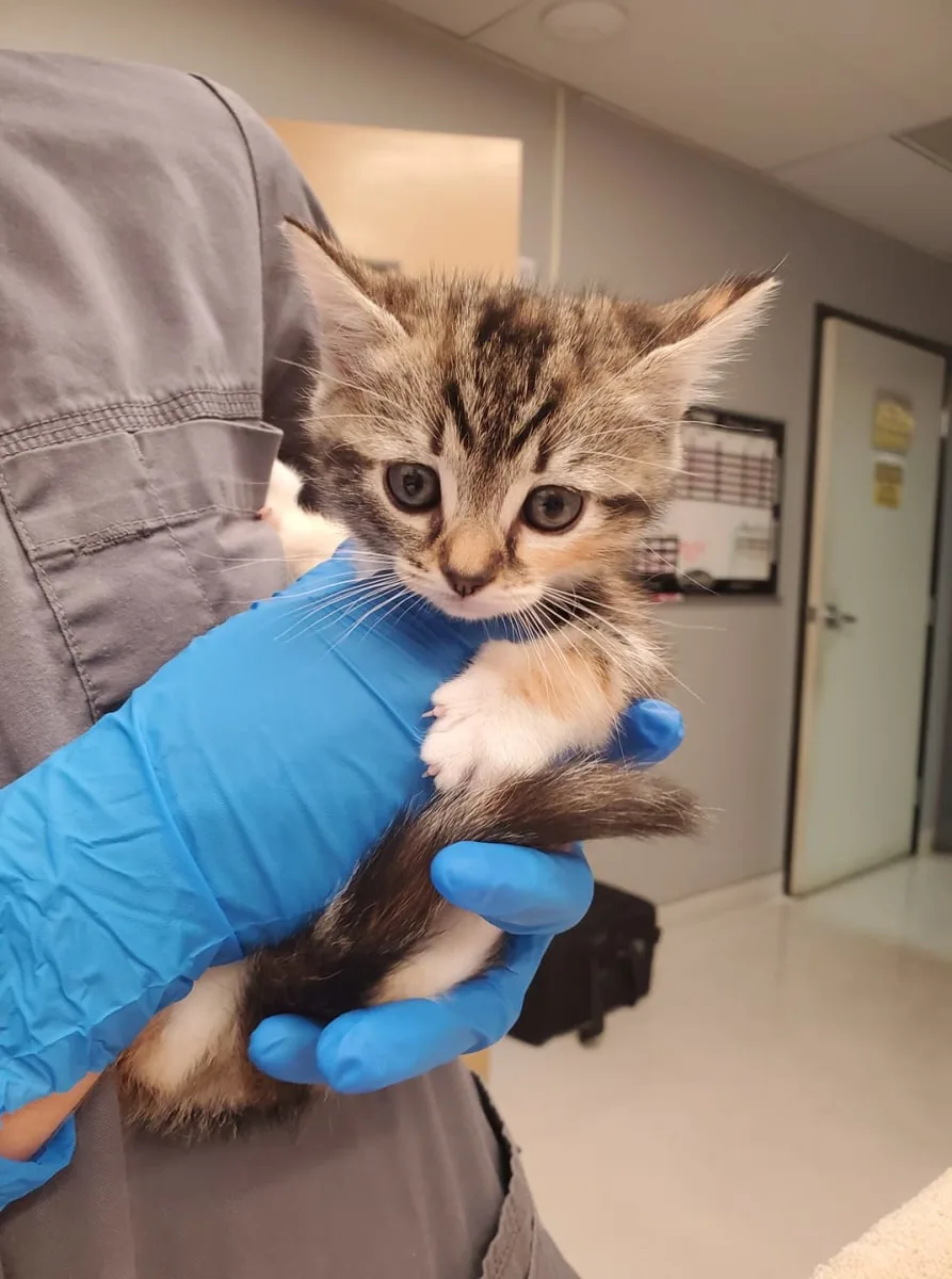 Kitten Vet in Goleta