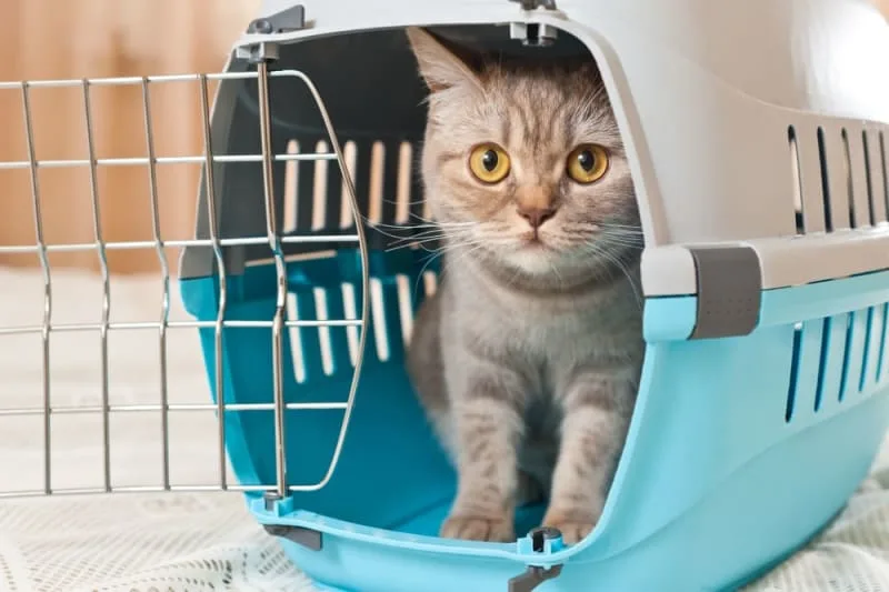 Cat & Kitten Boarding Services