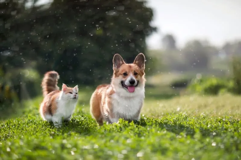 Protecting Your Pet (And Your Family) From Ticks