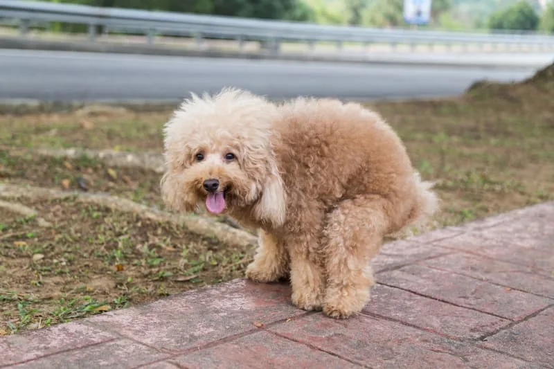 Pet Poop and You: How Fecal Exams Protect Your Pet