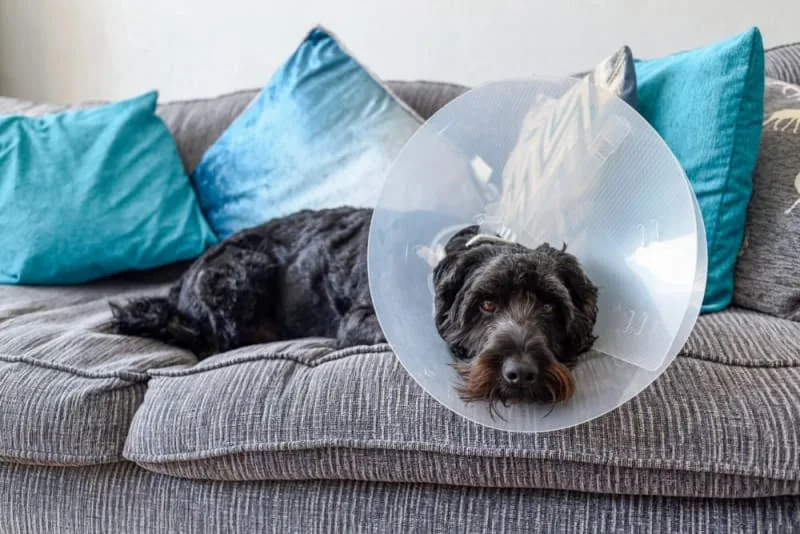 Getting Your Dog Fixed: When and What To Know