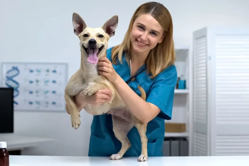 How Often Do You Take a Dog to the Vet?