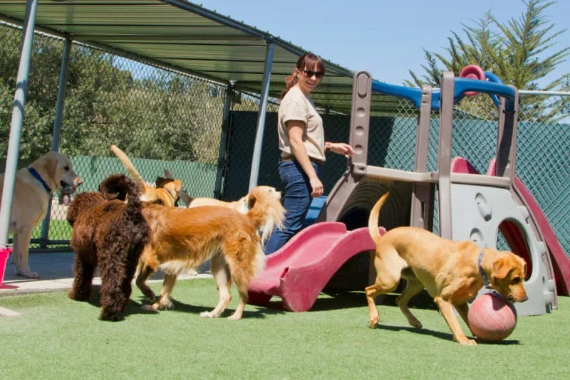 How to choose the right doggy daycare