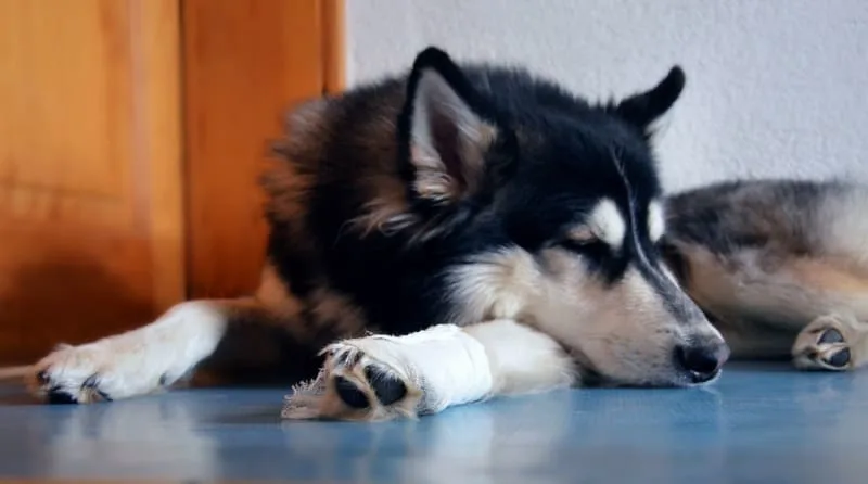 What To Do If Your Dog Cuts Their Paw
