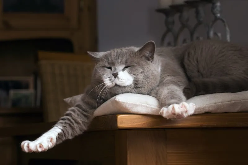 Does My Cat Need A Hernia Surgery?